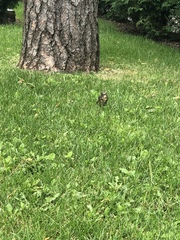 Turdus migratorius