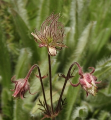 Geum triflorum ciliatum