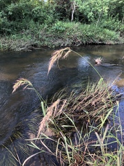 Echinochloa crus-pavonis