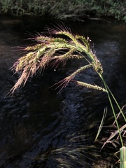 Echinochloa crus-pavonis