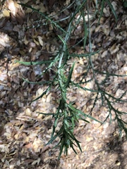 Cirsium arizonicum arizonicum