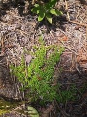 Pyxidanthera barbulata