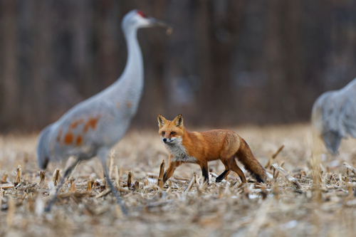 Eastern American Red Fox photographed in Pennsylvania