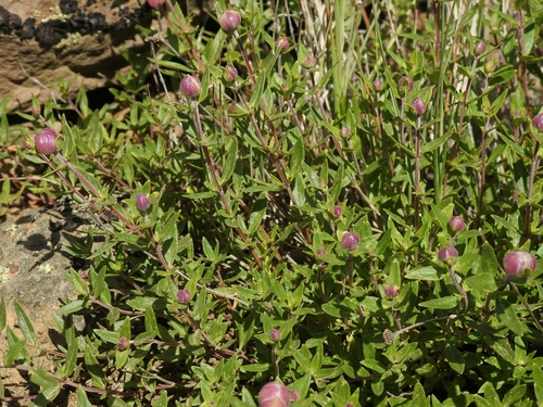 Monardella odoratissima ssp. odoratissima