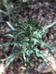 Cirsium arizonicum arizonicum