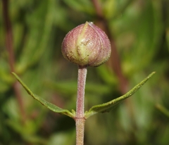 Monardella odoratissima odoratissima
