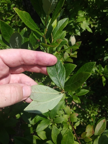 Image of Vaccinium caesariense by (c) Chris Hoess, some rights reserved (CC BY-SA)