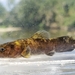 Flathead Catfish - Photo (c) Mark Pyle, some rights reserved (CC BY-NC), uploaded by Mark Pyle