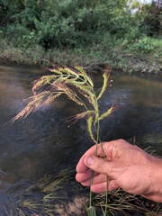 Echinochloa crus-pavonis