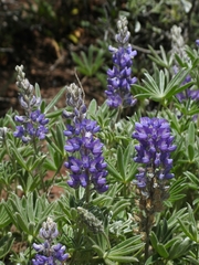 Lupinus leucophyllus leucophyllus