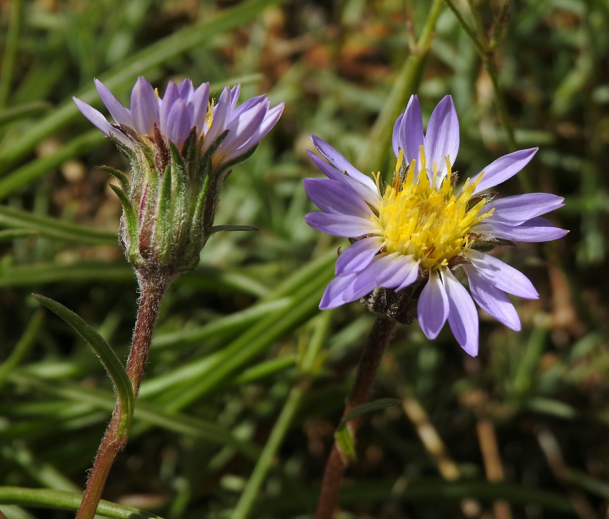 Oreostemma alpigenum var. haydenii