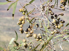 Corymbia opaca