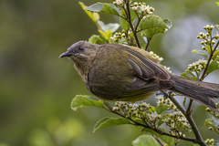 New Zealand Bellbird photo 4