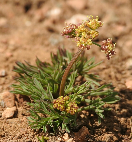 Cusick's biscuitroot (Lomatium cusickii)