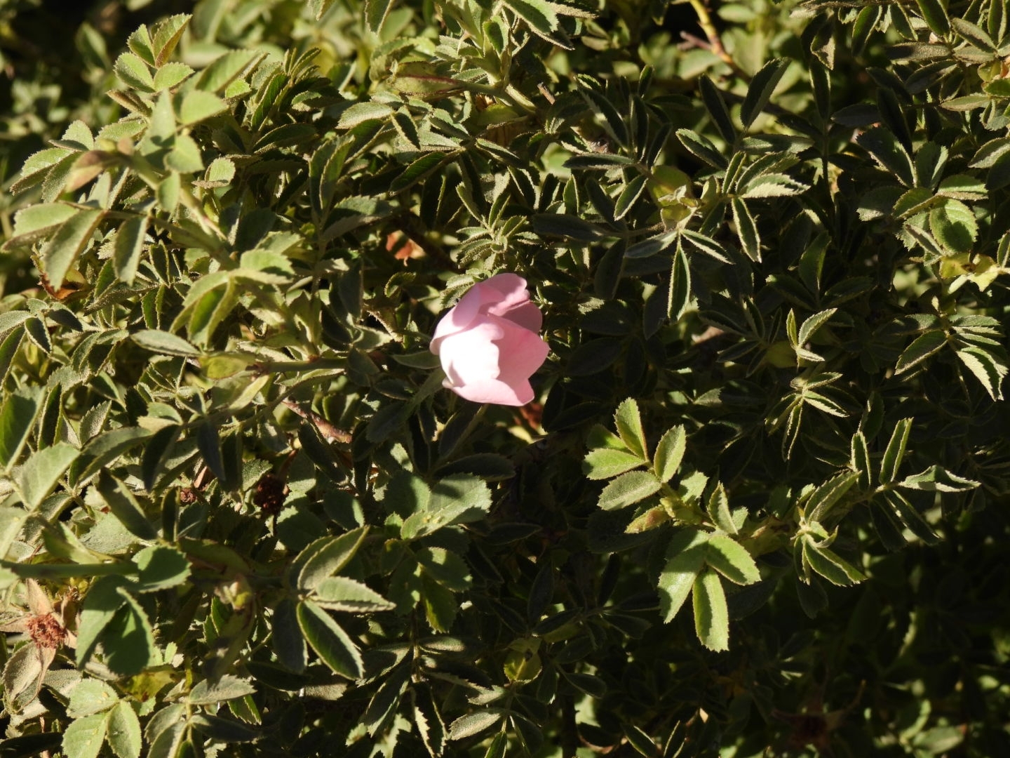 Imagem de Rosa mosqueta
