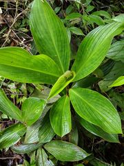 Costus allenii