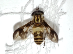 Chrysops reicherti