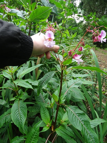 Foto de Balsamina