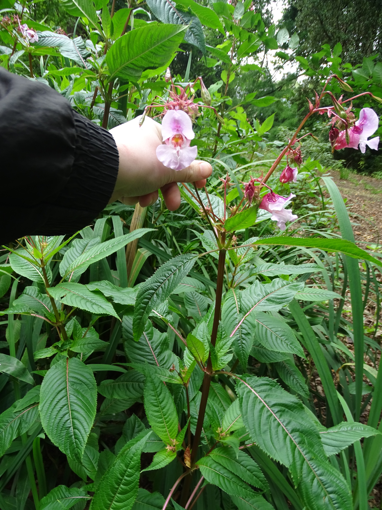 Imagem de Balsamina