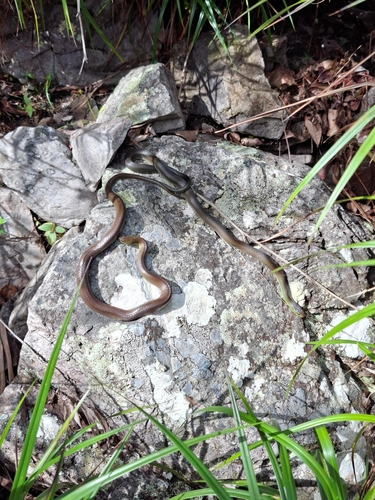 Maryellen's Ground Snake
