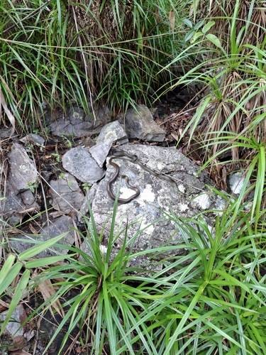 Maryellen's Ground Snake