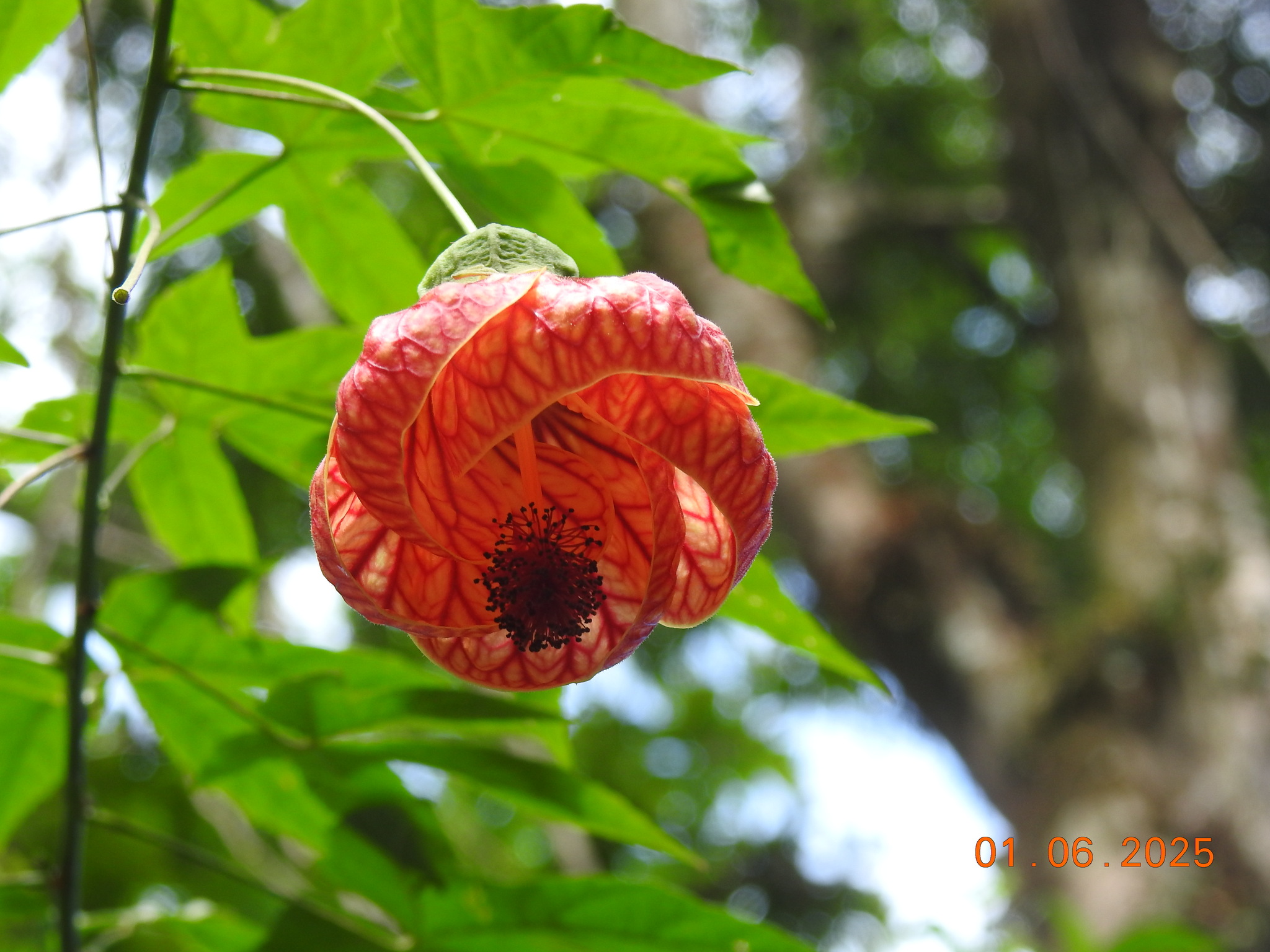 Imagem de Abutilon