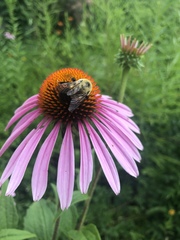 Bombus griseocollis