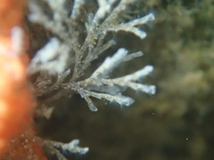 Crisularia turrita