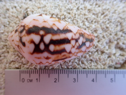 Conus retifer, 2025-01-11