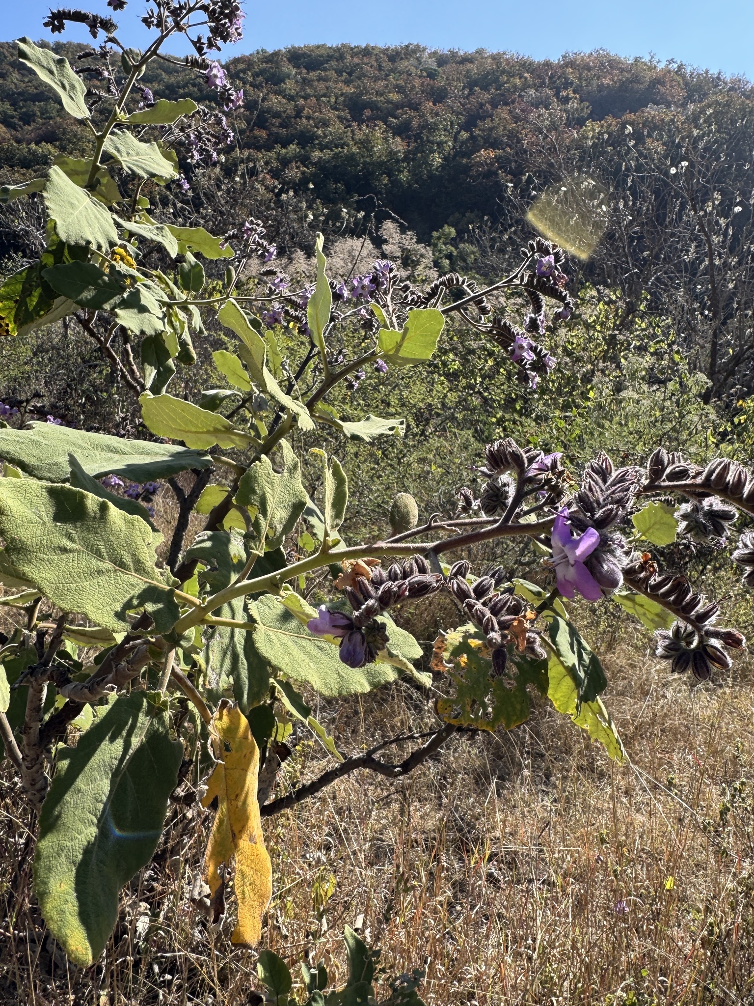 Imagem de Língua-de-vaca