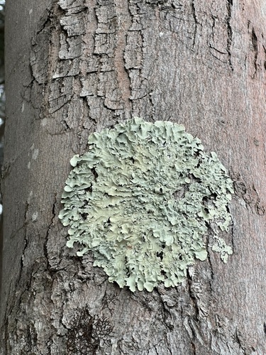 common greenshield lichen