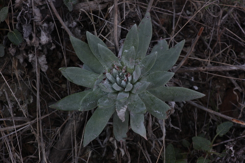 Suculenta Estrelada