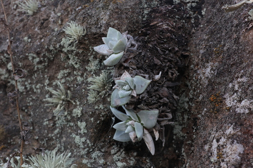 Foto de Suculenta Estrelada