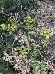 Pastinaca