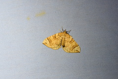 Eulithis propulsata