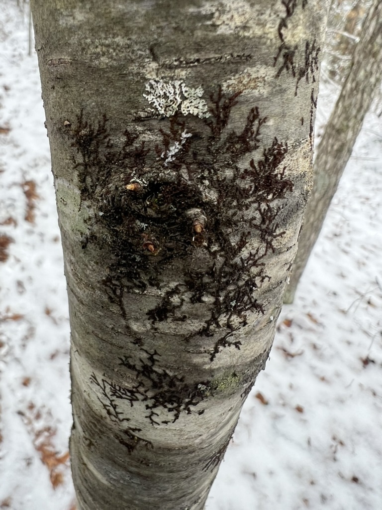 Scaleworts