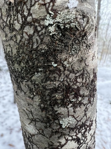 Scaleworts