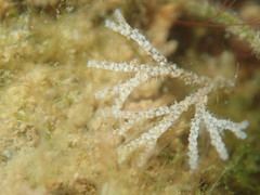 Bugulina stolonifera