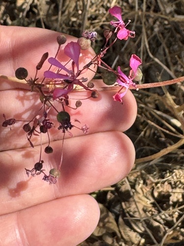 Foto de Flor-de-beijo