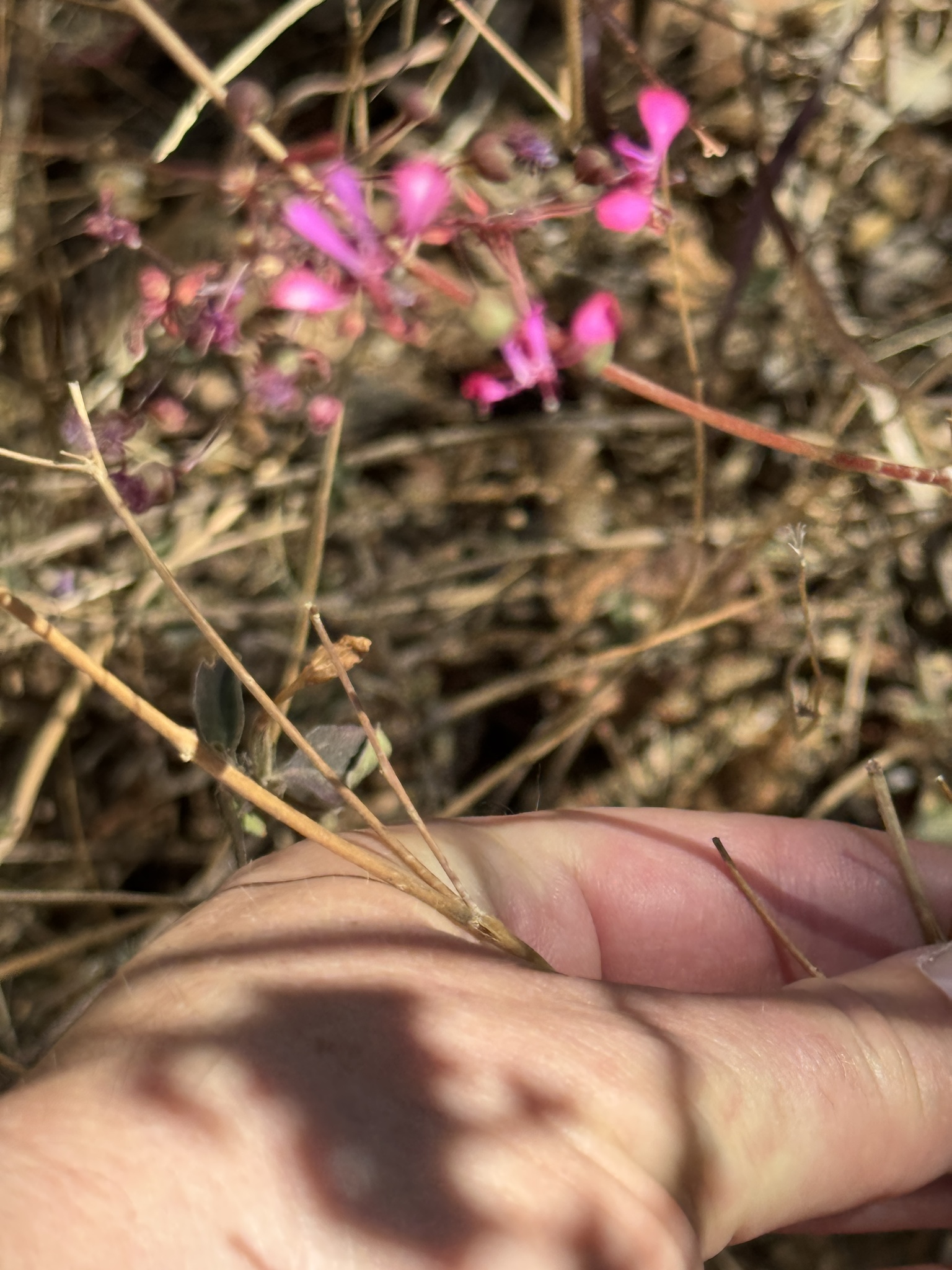 Imagem de Flor-de-beijo