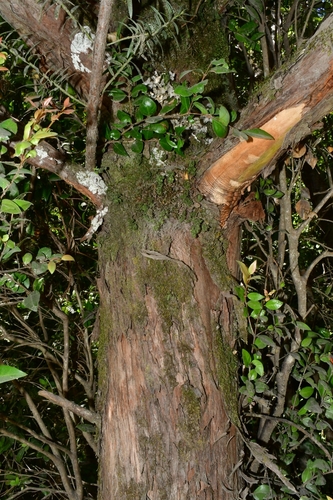 Foto de Pinheiro-do-brejo