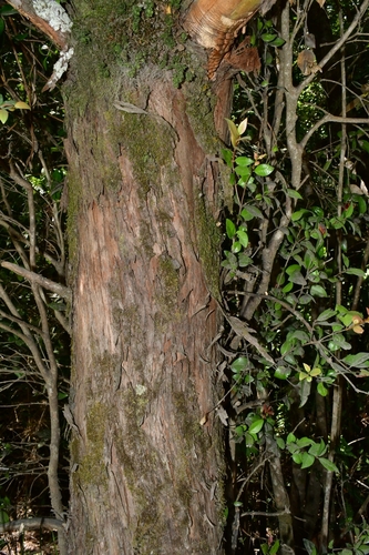Foto de Pinheiro-do-brejo