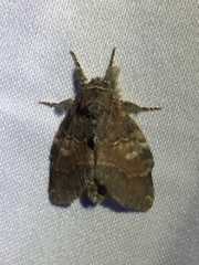 Peridea bordeloni