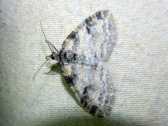 Lobophora nivigerata