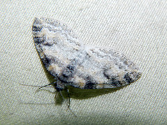 Lobophora nivigerata