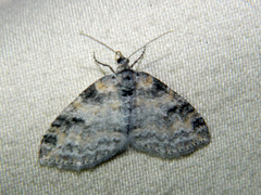 Lobophora nivigerata