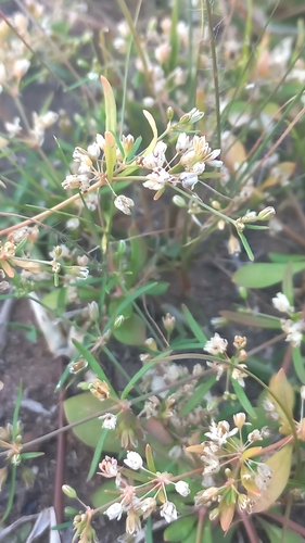 Foto de Peitinho de moça