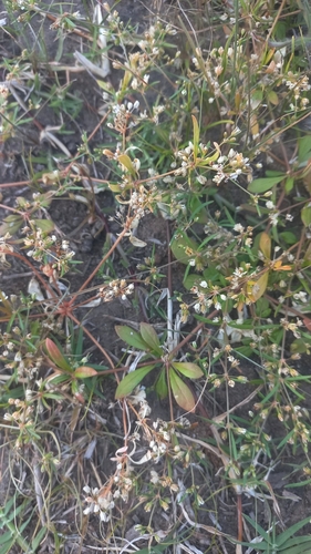 Foto de Peitinho de moça