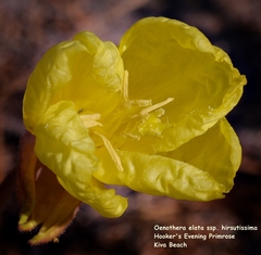 Oenothera elata hirsutissima