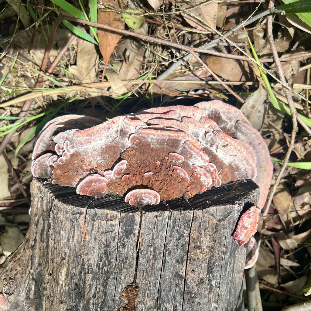 Fomitopsis lilacinogilva · January 2025 · photo: © douch (iNaturalist, cc-by-sa)